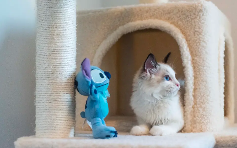 Pet food and supplies